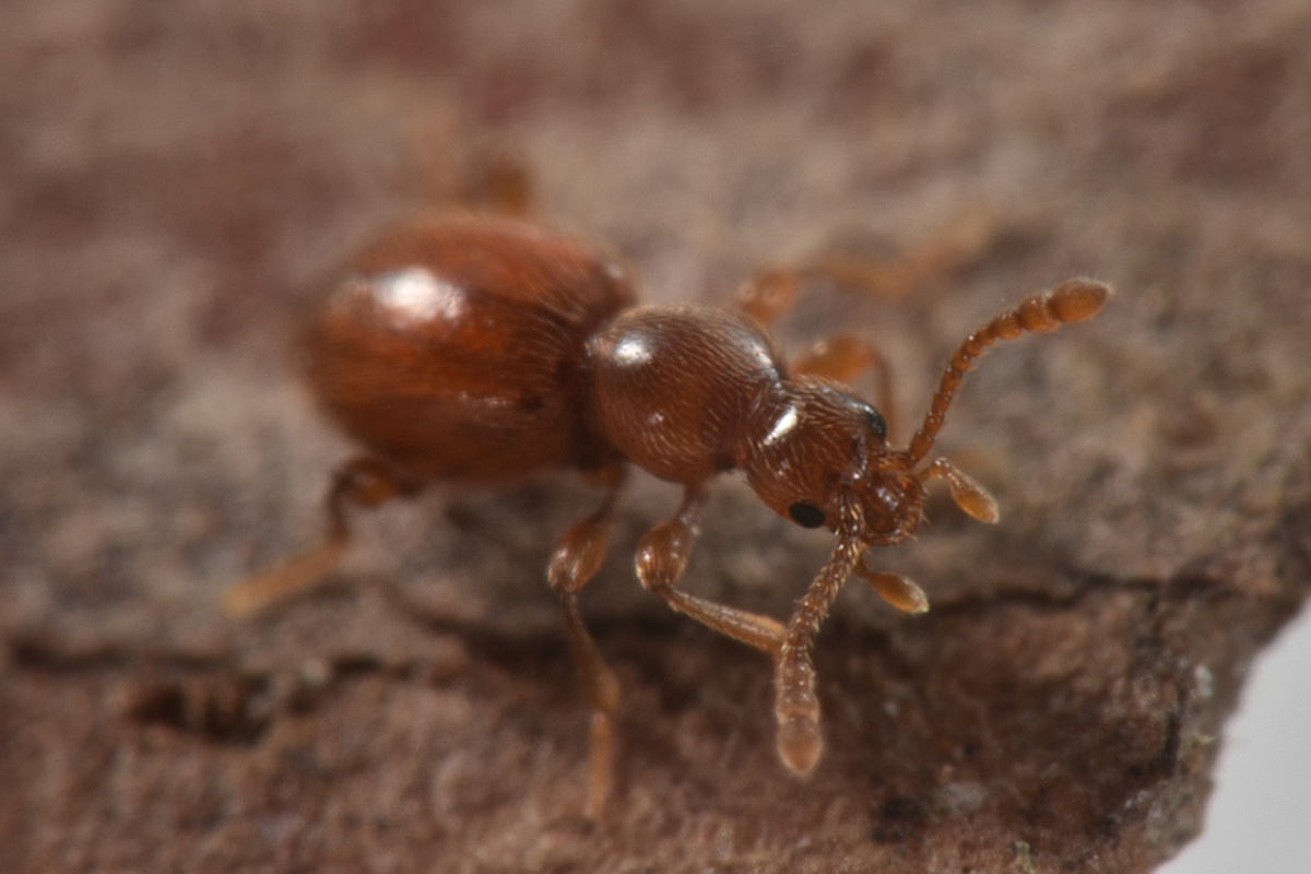 Scydmaenidae: Scydmaenus rufus?